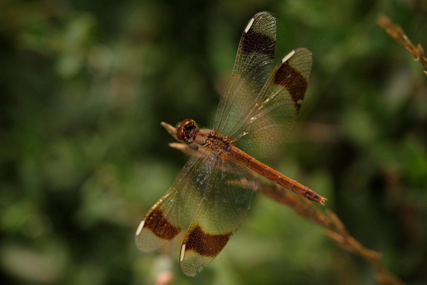 Female Banded Darter by Erland Refling Nielsen